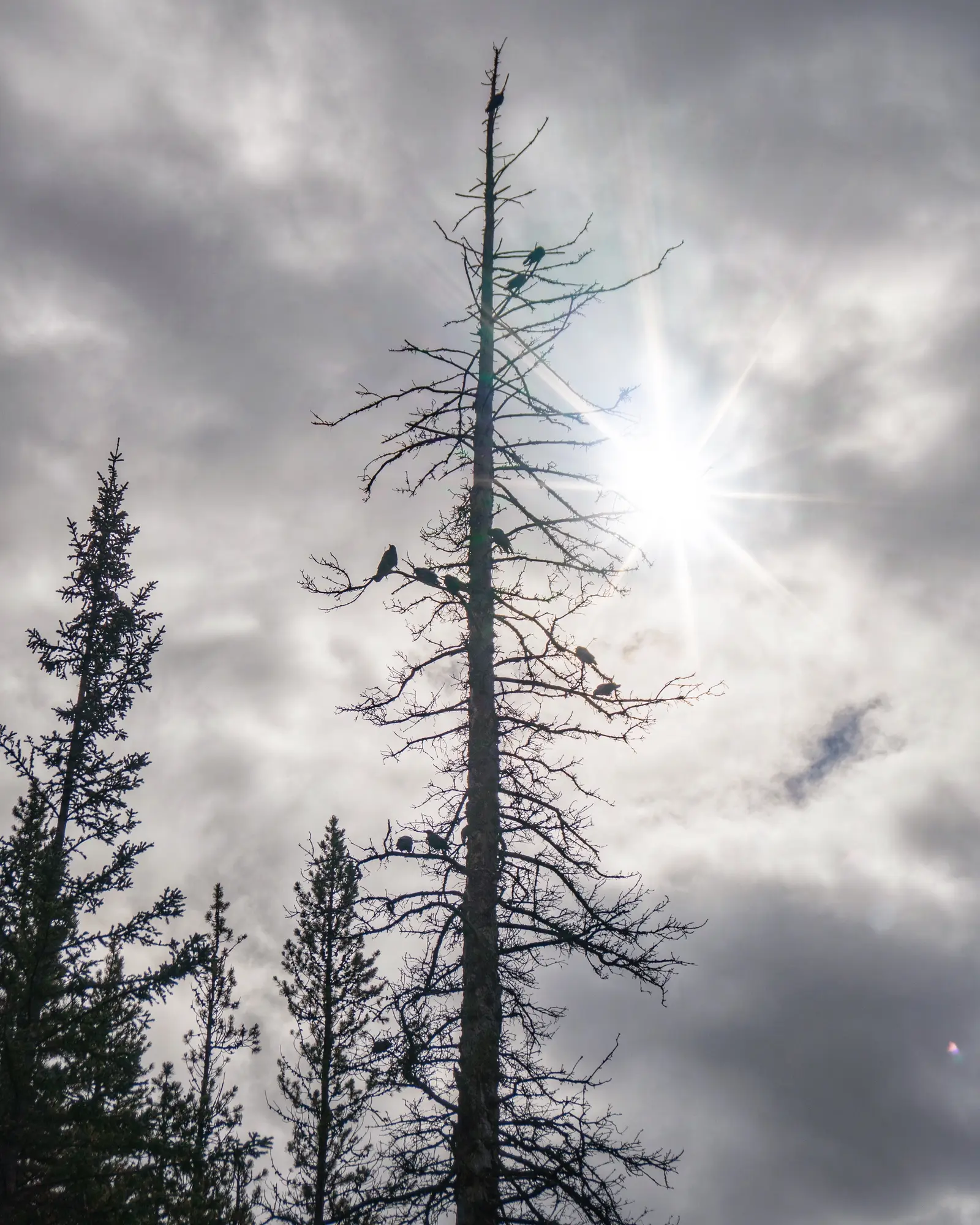 Several American crows perched in the branches of a dead tree against a bright overcast sky.