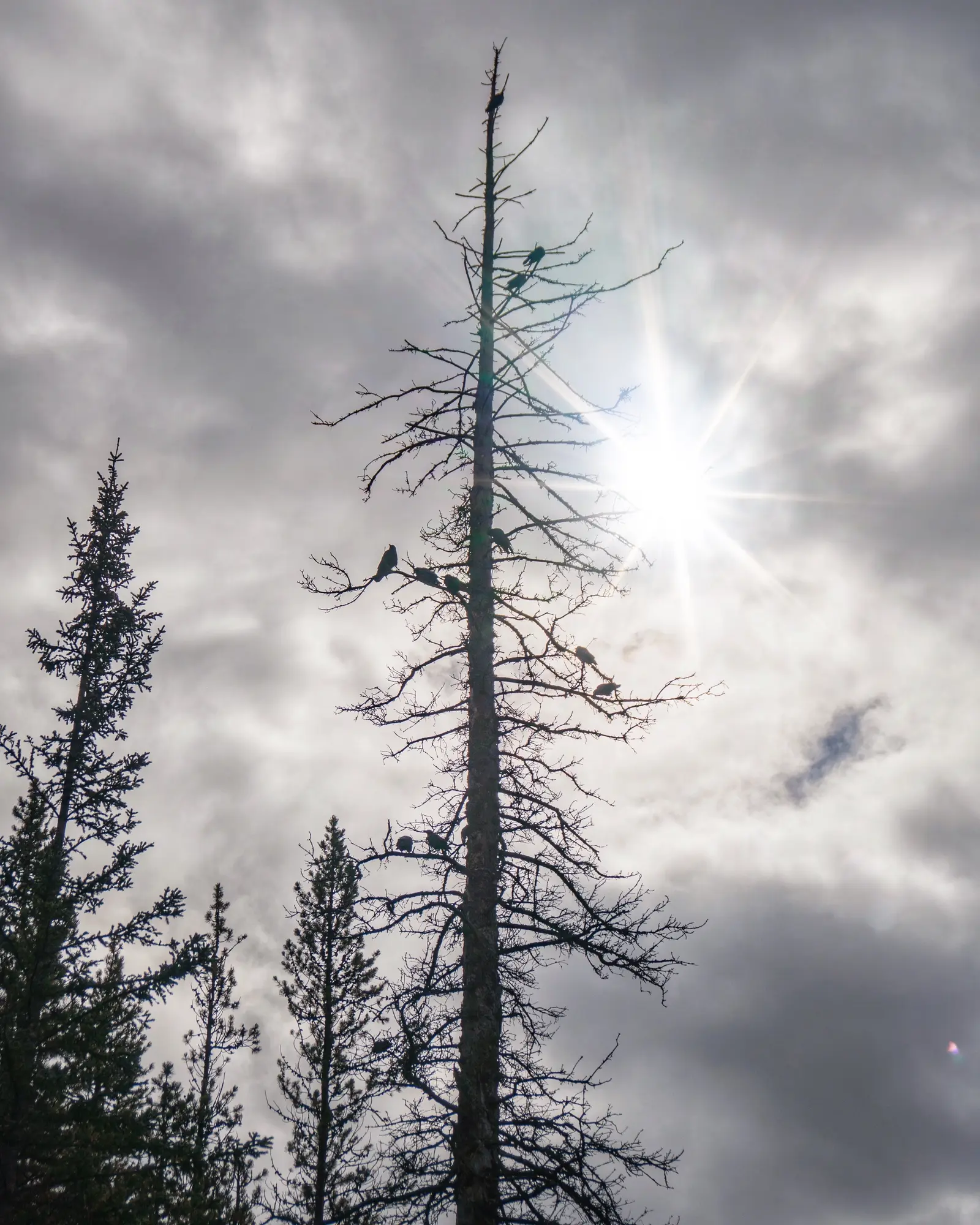 Several American crows perched in the branches of a dead tree against a bright overcast sky.