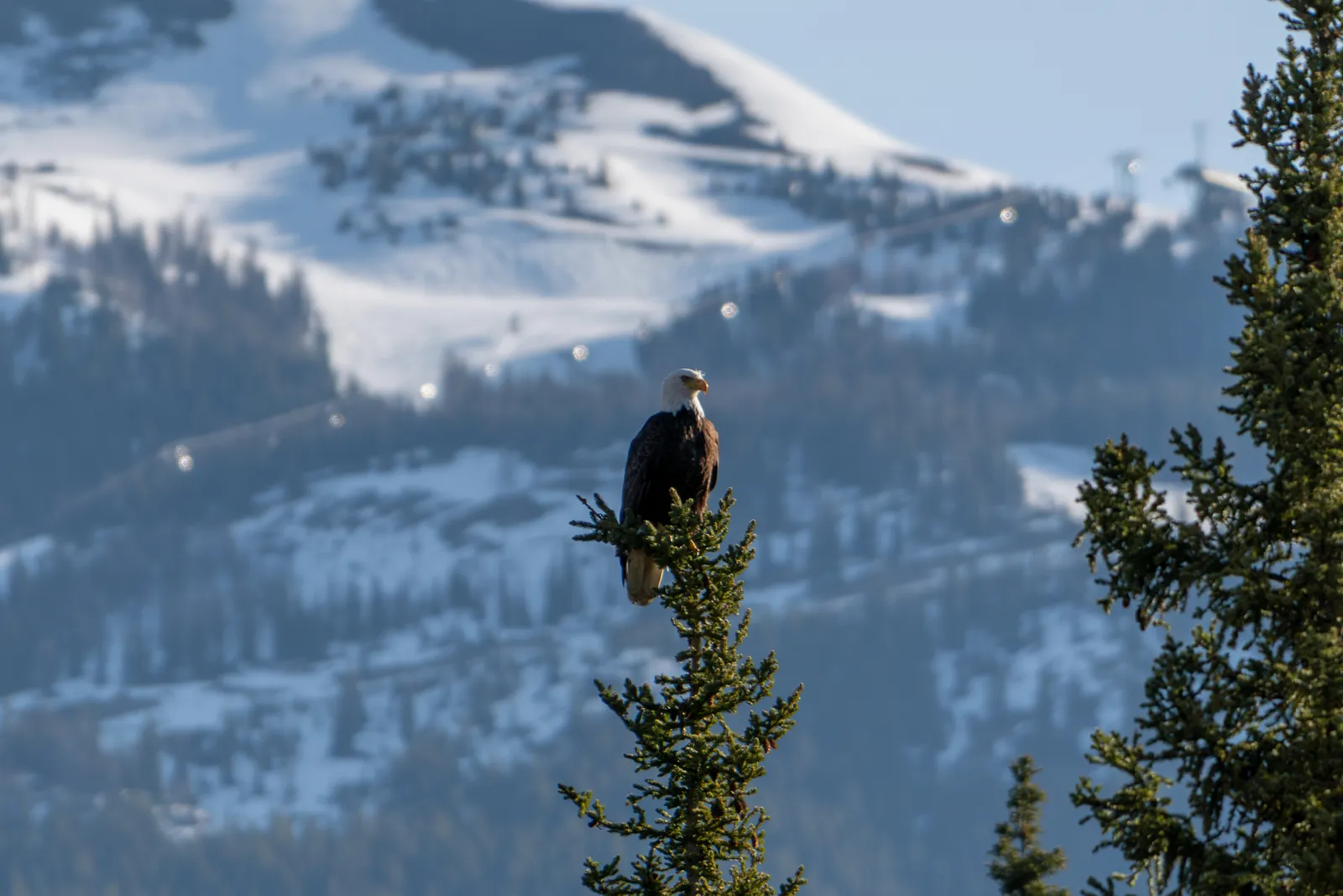 A bald eagle perched on the top of a spruce tree with the Lake Louise gondola above its head and Eagle Meadows below its tail.
