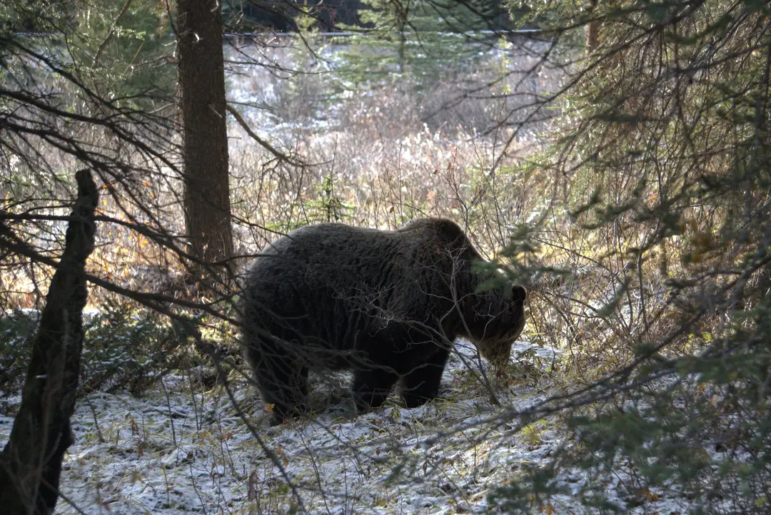 A bear moving through riverside brush along the Bow River near Lake Louise.