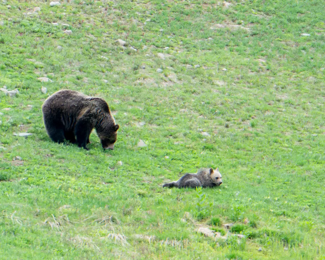 A bear moving through green slope vegetation below the Lake Louise Sightseeing Gondola.