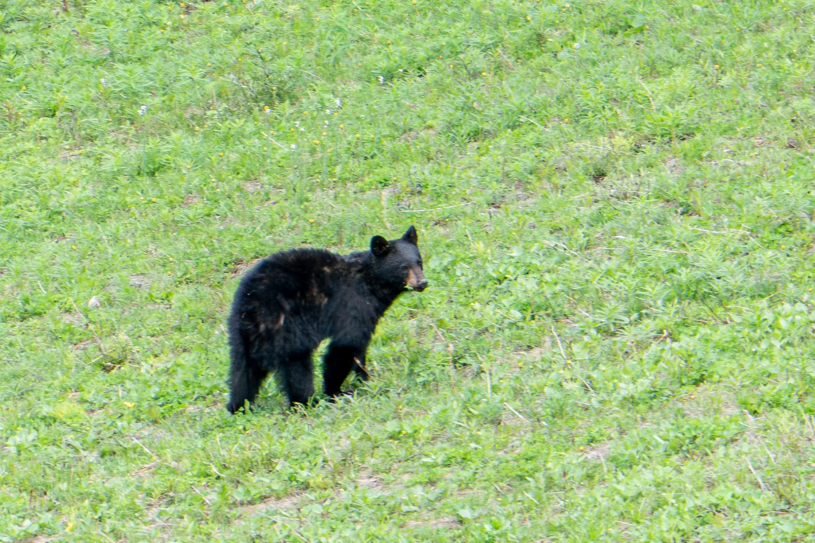 A black bear standing in a green meadow in the Lake Louise area.