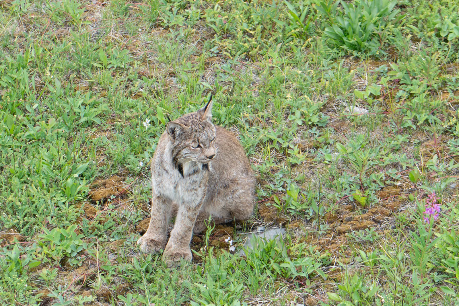 A Canada lynx sitting in alpine meadow grass in the Lake Louise area.