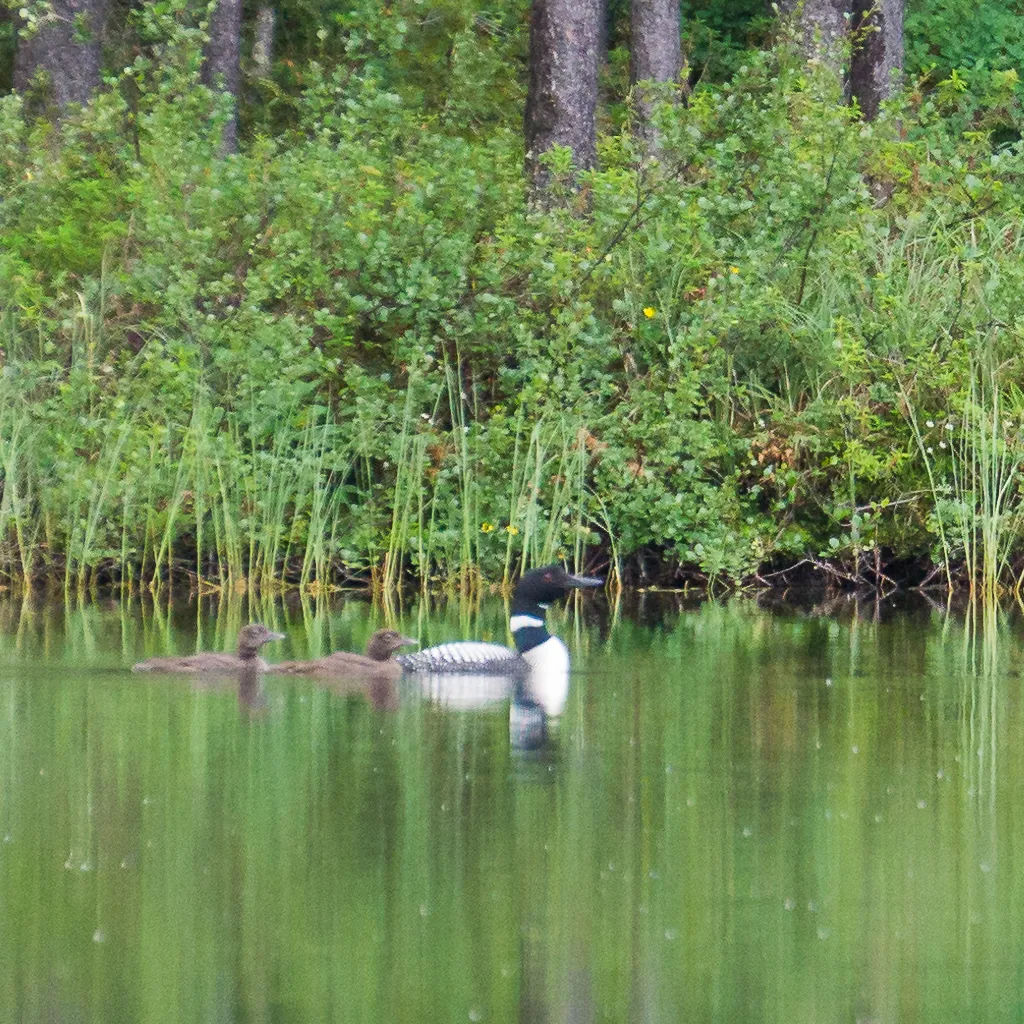 A Common Loon with its young taken from a far distance and cropped heavily