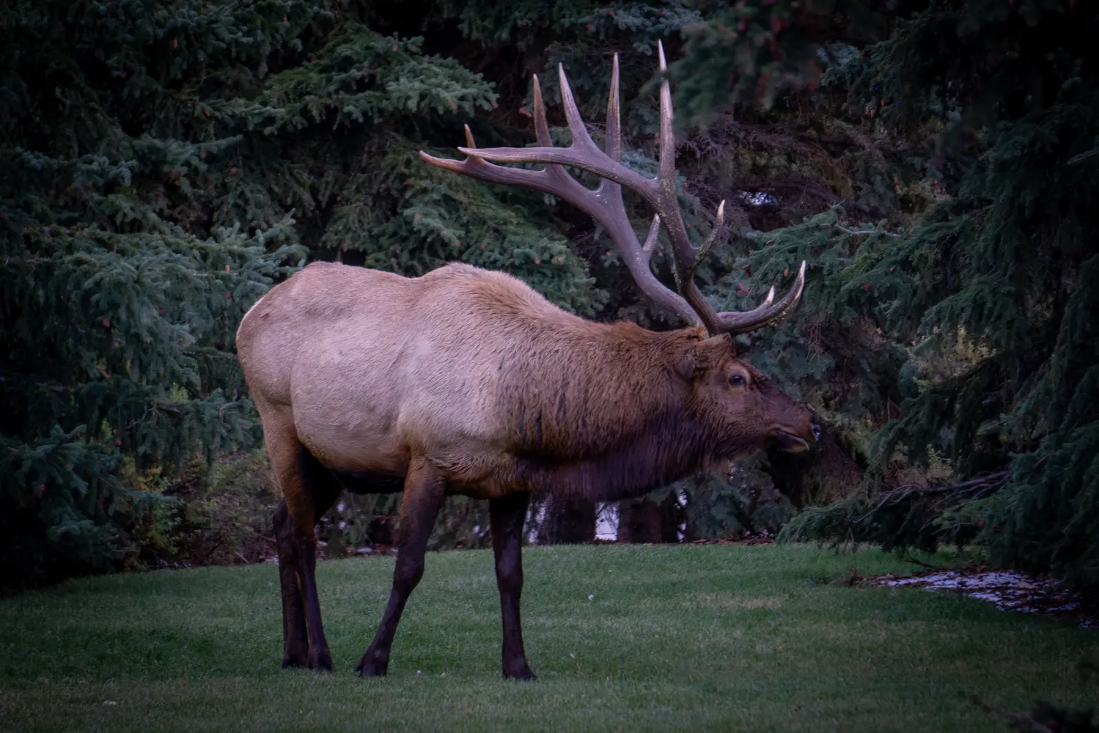 A bull elk standing on grass at the edge of dark conifer forest.