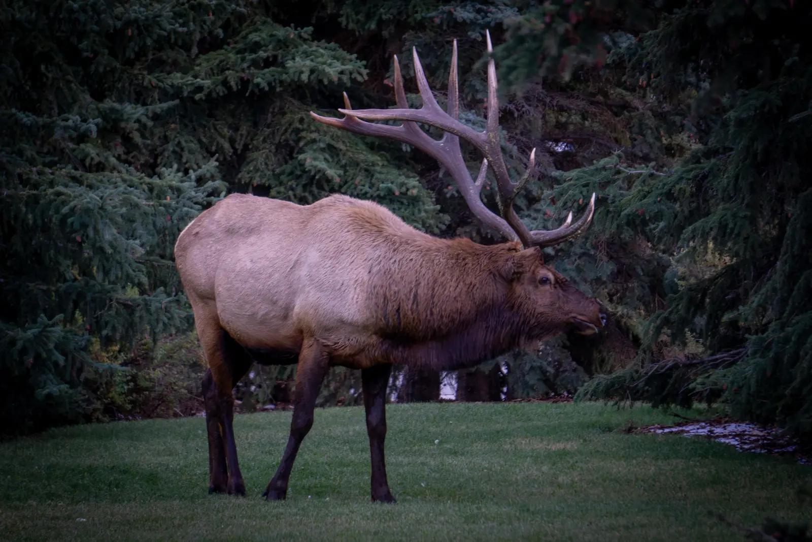 A bull elk standing on grass at the edge of dark conifer forest.