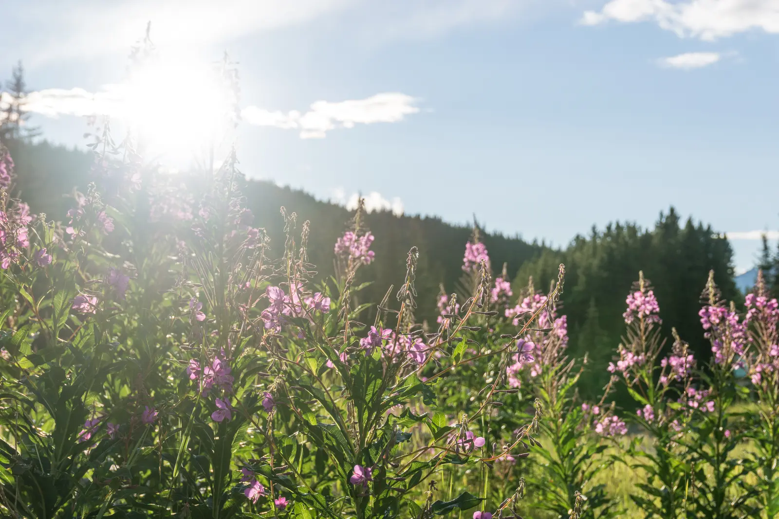 Fireweed blooming in a sunny meadow outside the village of Lake Louise.