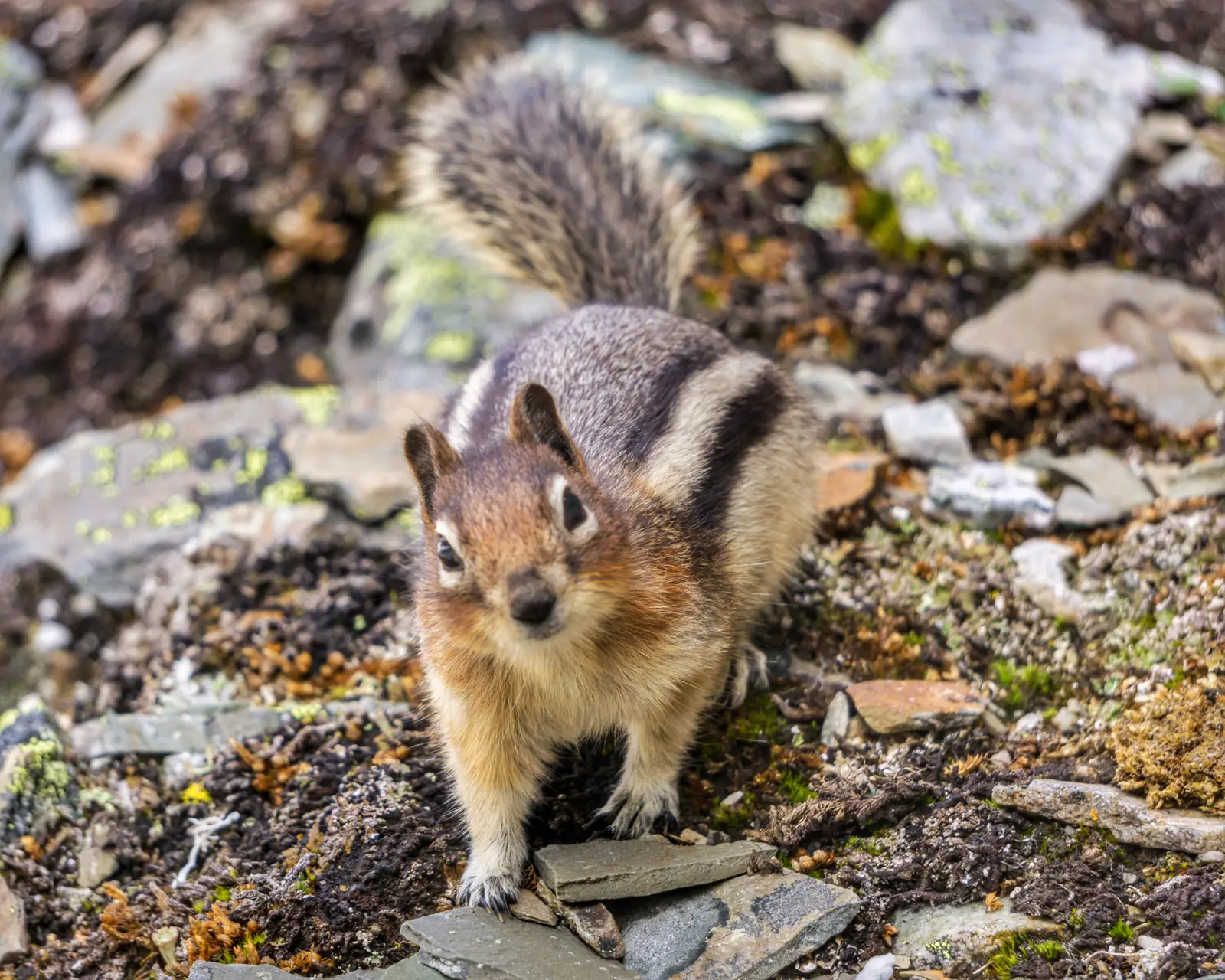 A golden-mantled ground squirrel standing on alpine rocks and looking toward the camera.