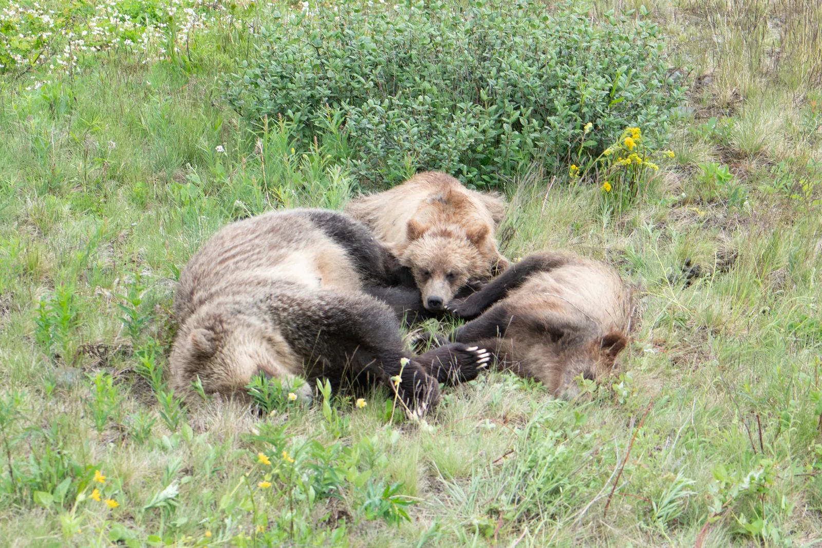 Three grizzly bears resting together in a meadow.