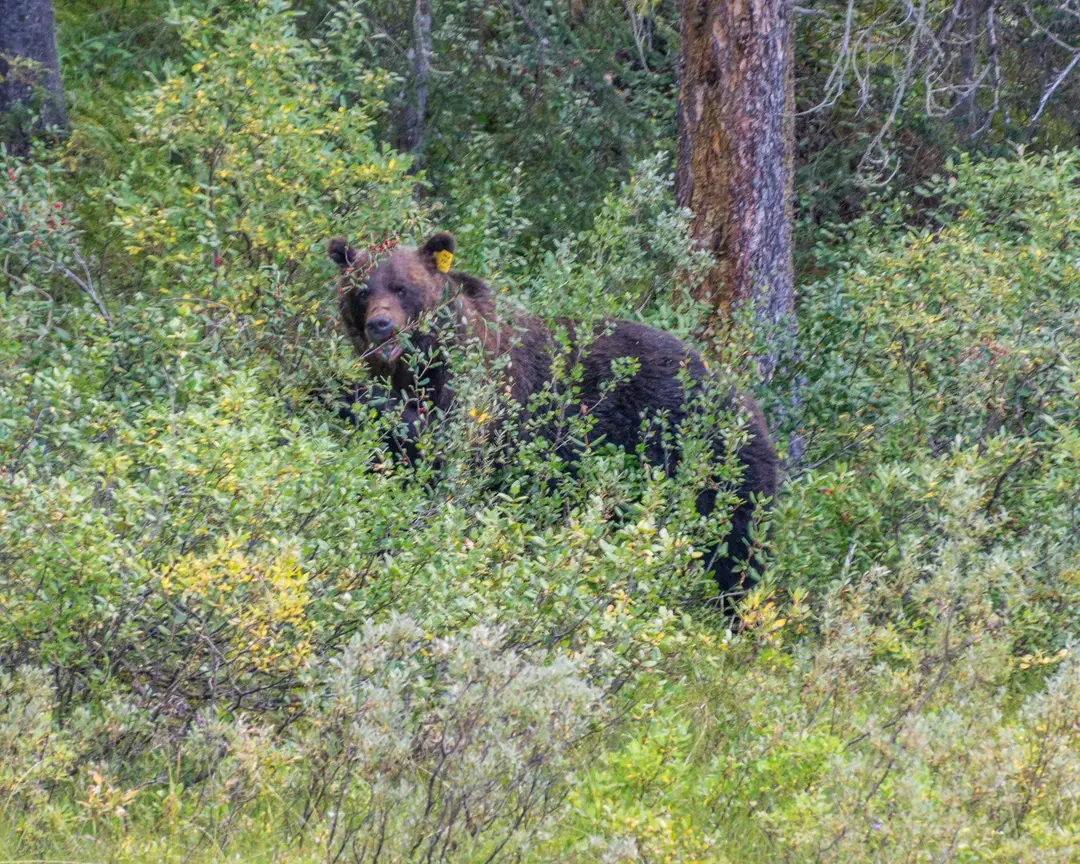 An ear-tagged male grizzly bear feeding among red-berried buffaloberry shrubs at the forest edge near Lake Louise.