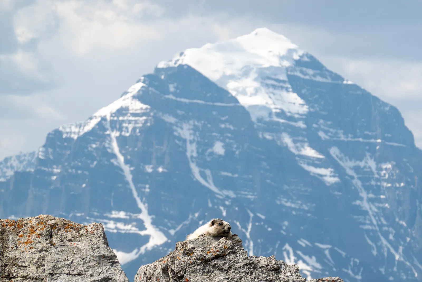A hoary marmot resting on a rock with Mount Temple rising behind it.