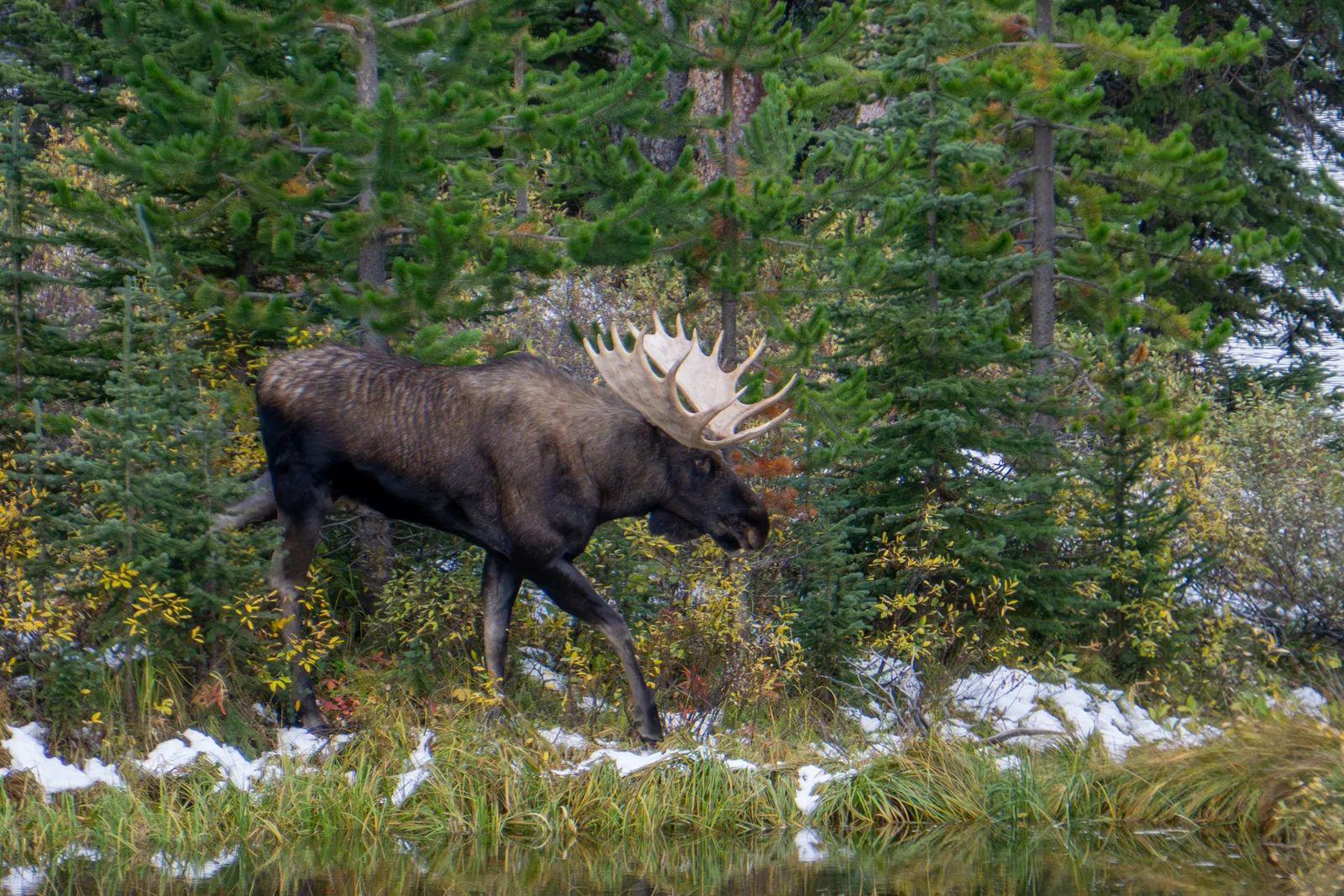 A bull moose walking beside a pond with patchy early snow on the shoreline.