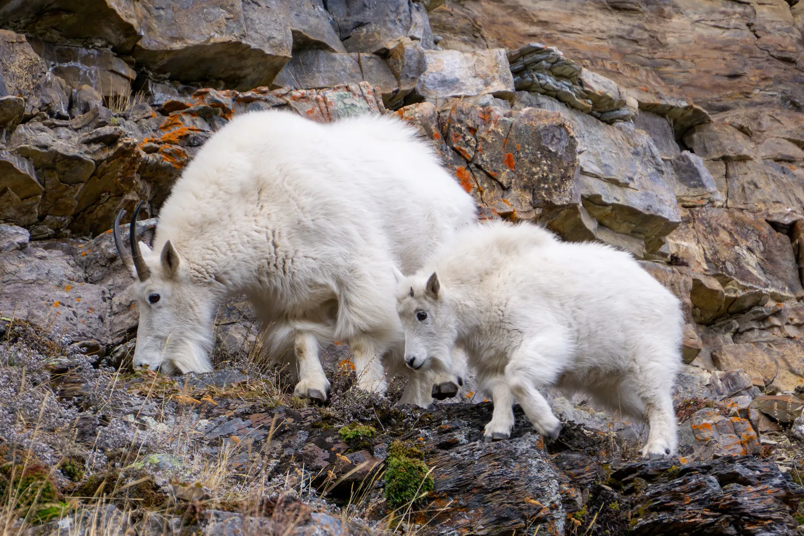 An adult mountain goat and a kid moving across a steep rocky slope.