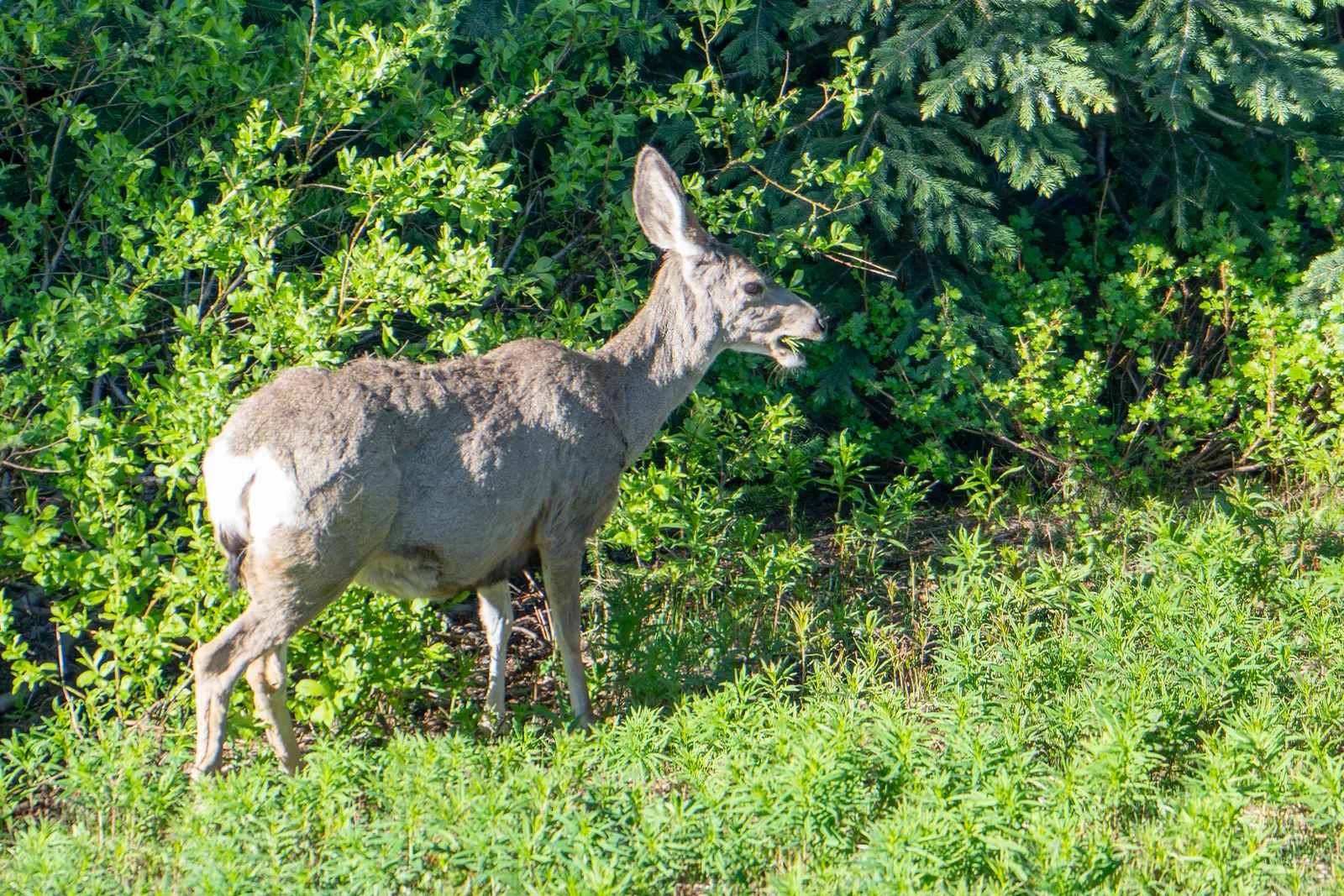 A mule deer standing in bright meadow vegetation beside spruce trees.