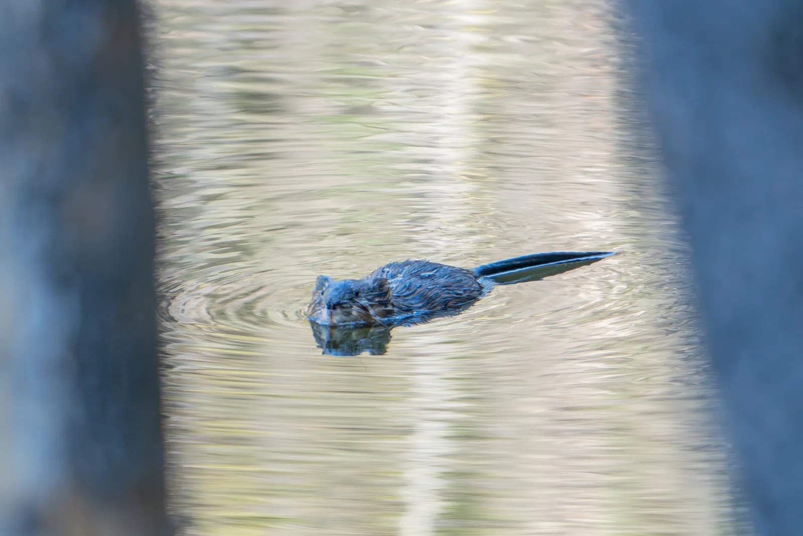 A muskrat swimming low in still water with its tail trailing behind it.