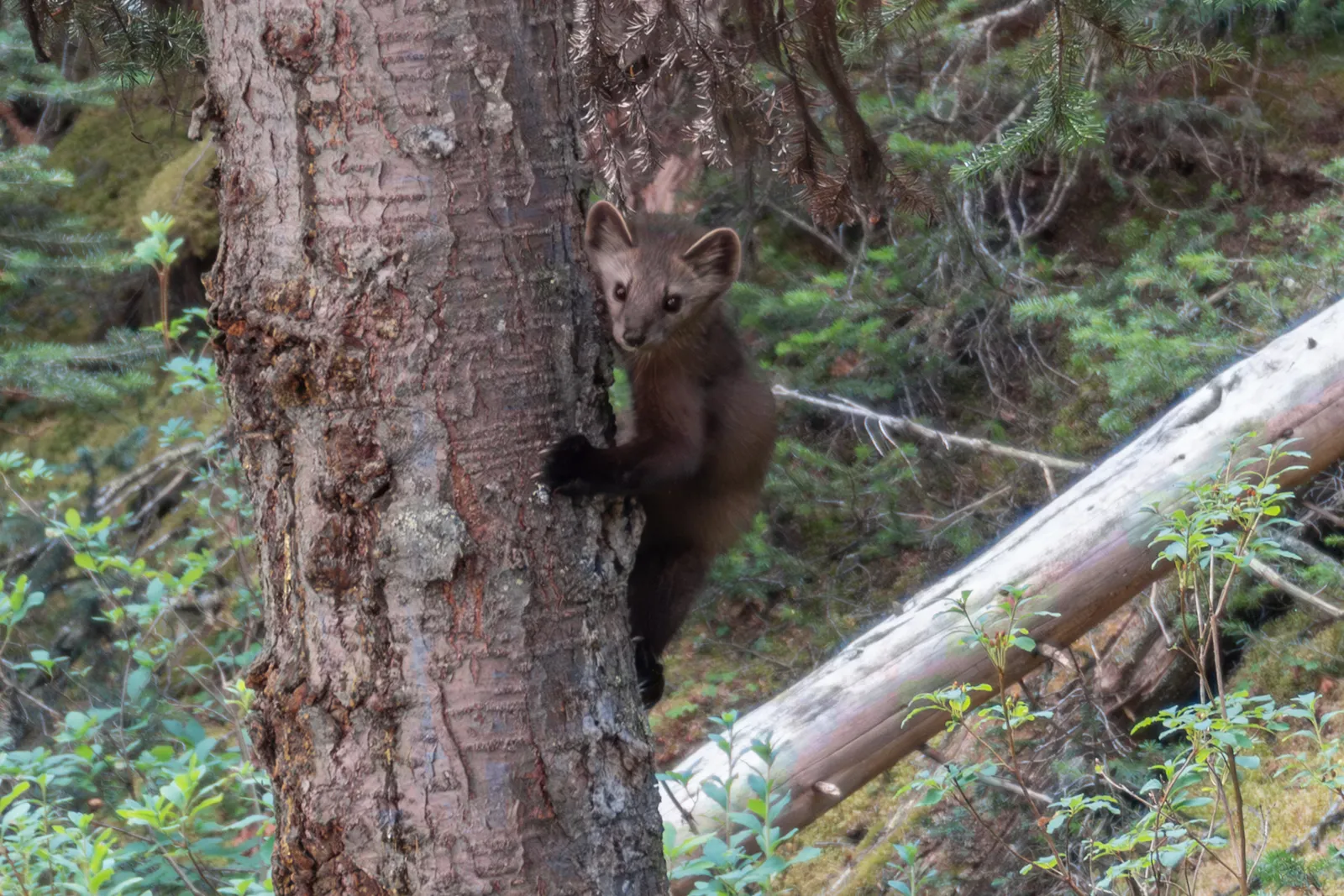 A pine marten peering from behind the trunk of a conifer in the forest.