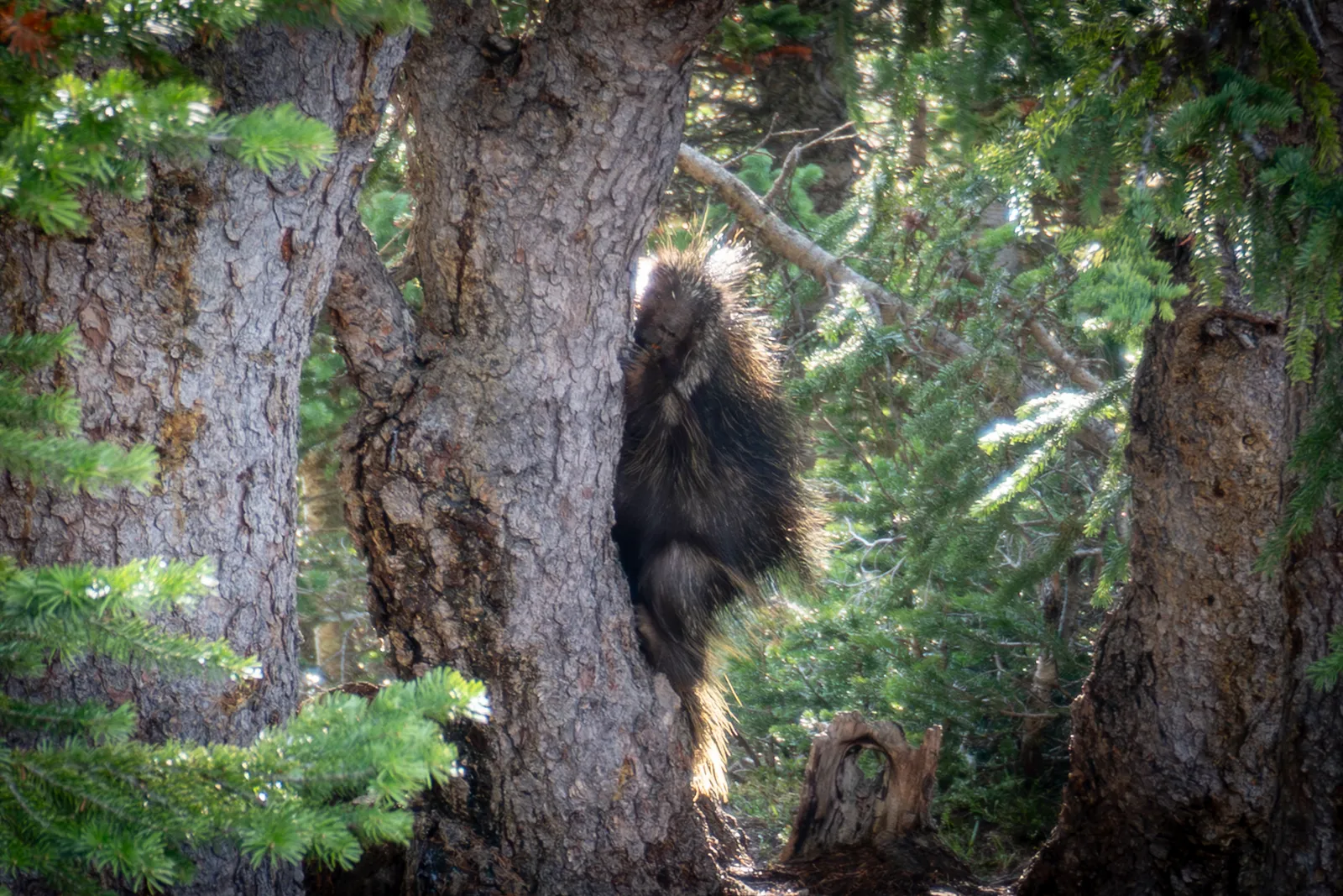 A porcupine climbing a tree in a conifer forest with sunlight behind it.