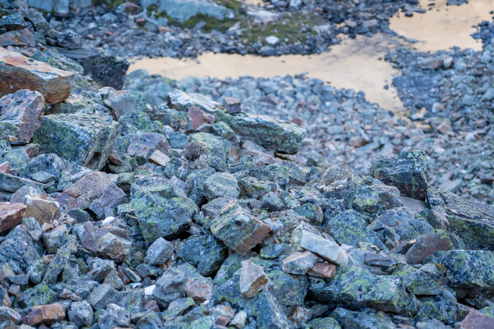 Ptarmigan camouflaged among rocks and low alpine vegetation.