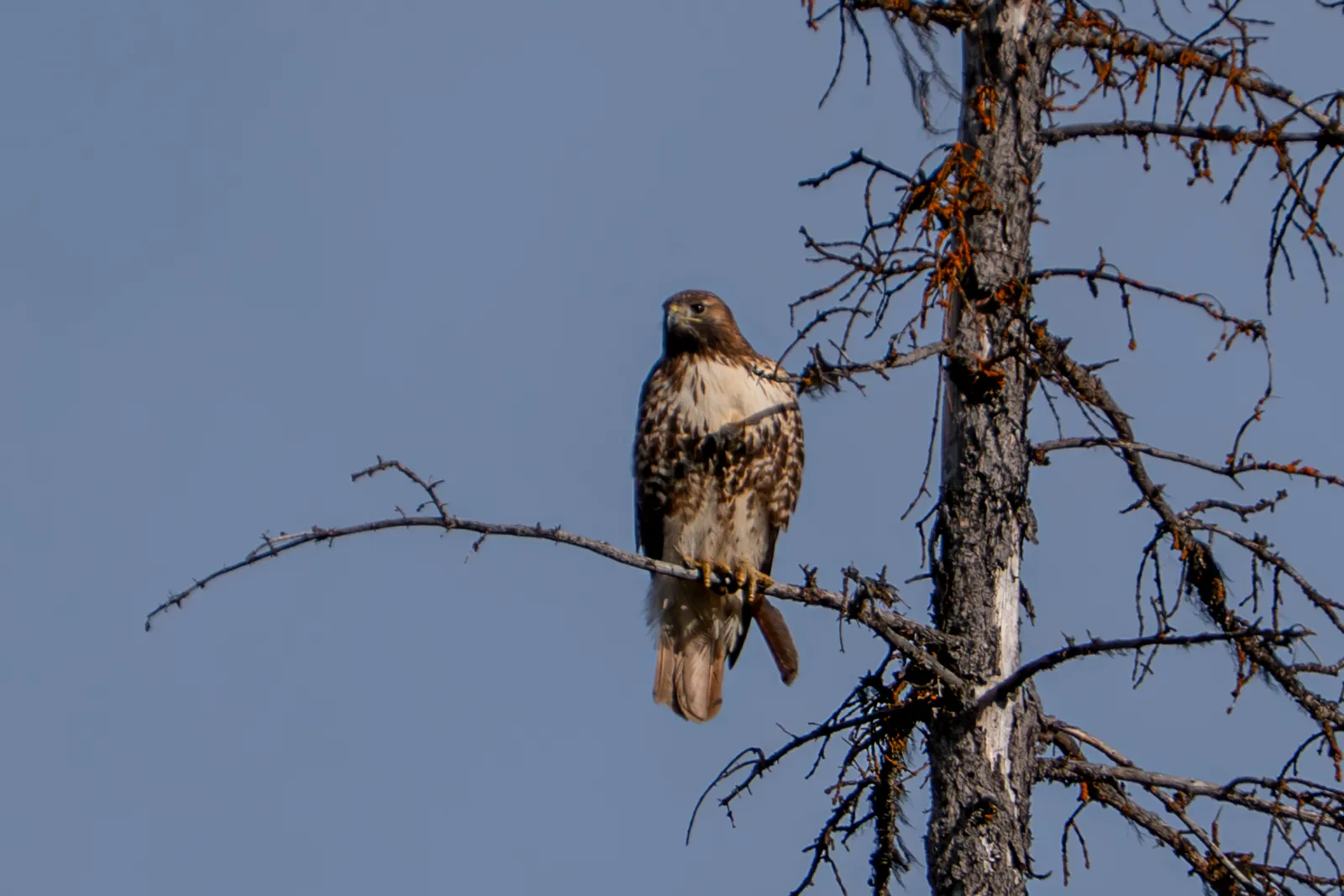 A red-tailed hawk perched on a bare branch beside a dead tree against a clear blue sky.
