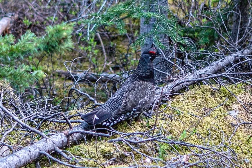A male spruce grouse on the forest floor, dark plumage with a bright red comb above the eye.