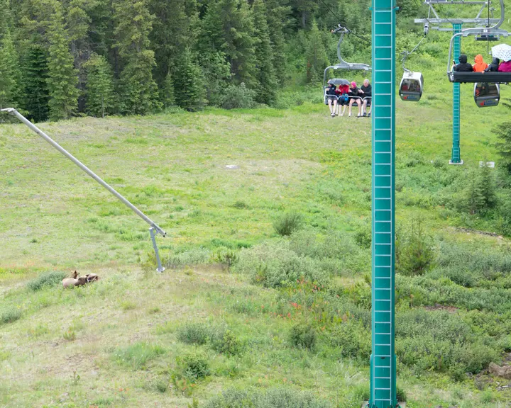 A bear foraging in green vegetation below the Lake Louise Sightseeing Gondola.