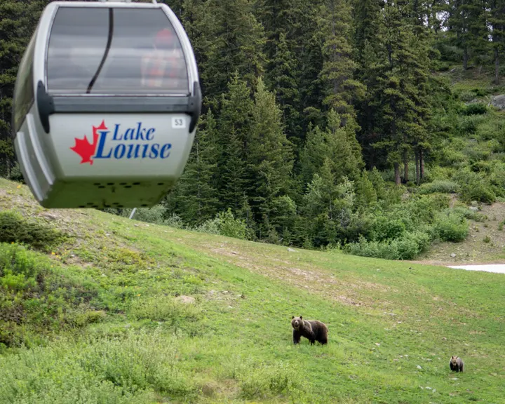 A bear partly visible in summer vegetation below the sightseeing lift.