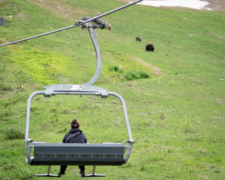 A bear moving across a green alpine slope below the gondola.