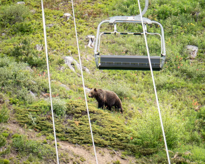 A bear standing in open green vegetation below the Lake Louise Sightseeing Gondola.