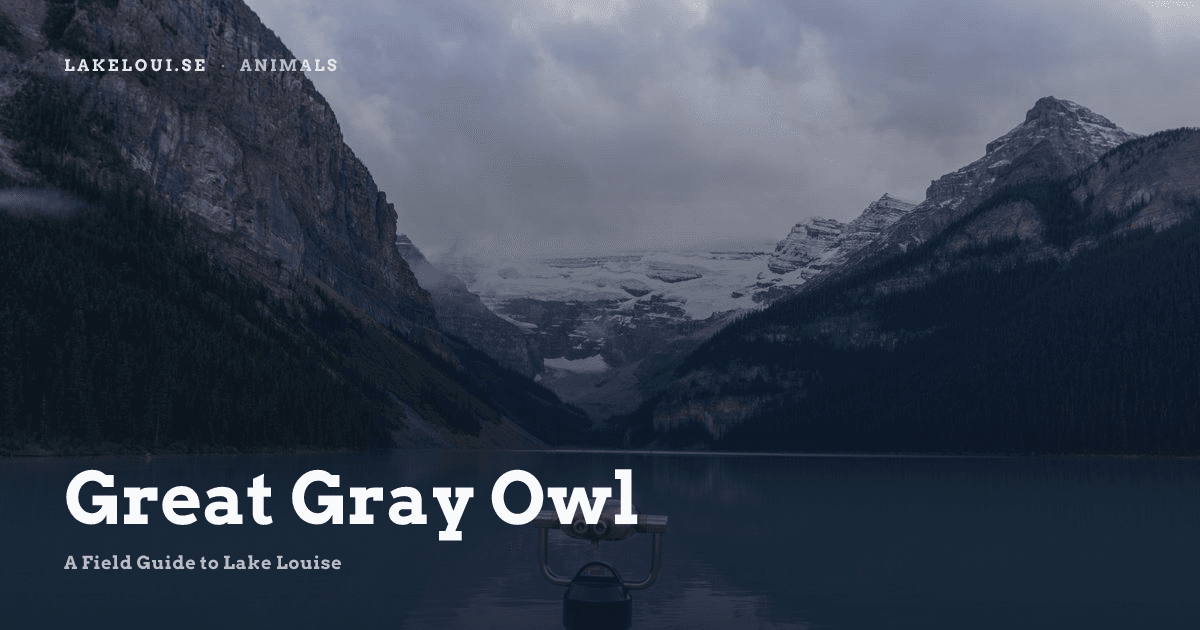 Great Gray Owl | A Field Guide to Lake Louise