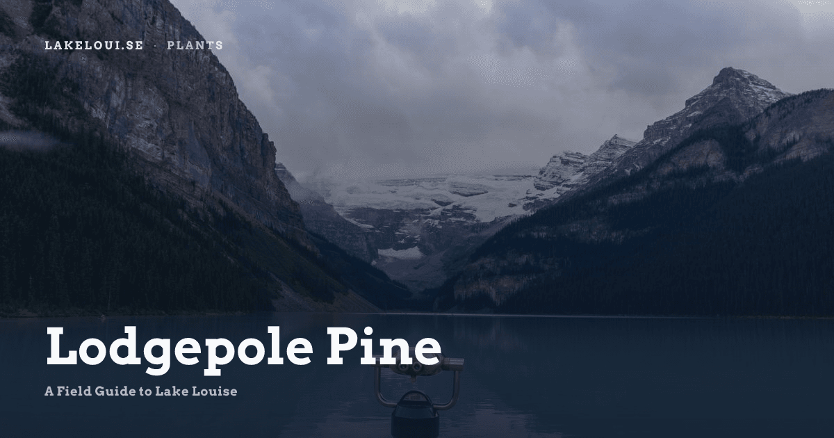 Lodgepole Pine | A Field Guide to Lake Louise